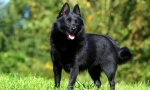 Schipperke (foto): mala i hrabra čuvara, veseli prijatelj